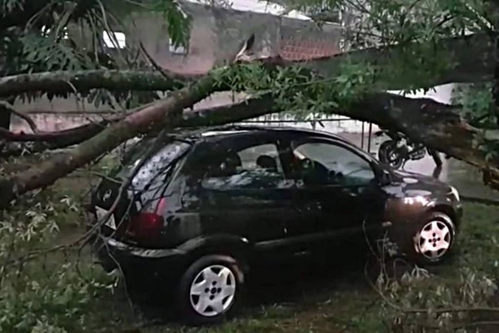 árvore sobre carro