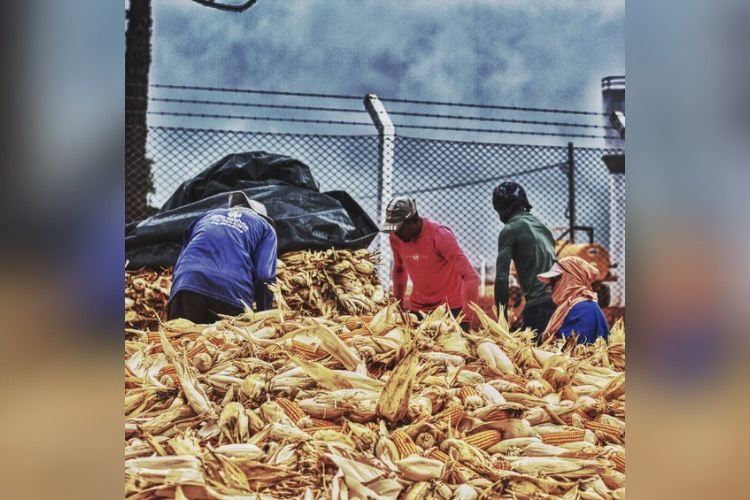 trabalho escravo goias