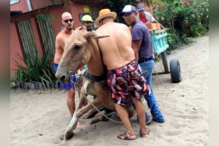 Após denúncia de maus-tratos, cavalo é encontrado com patas