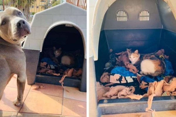 Cachorro oferece casinha para gata grávida