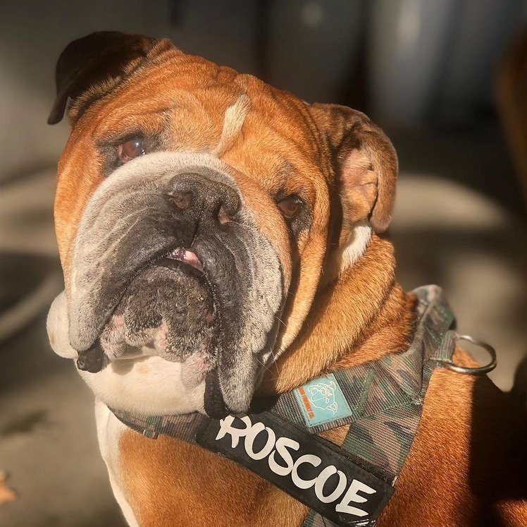Roscoe Hamilton