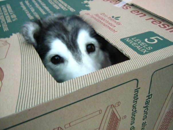 Husky Tally