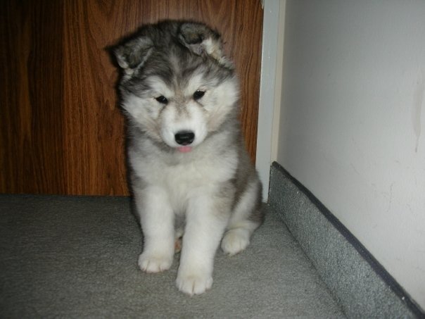 Husky Tally