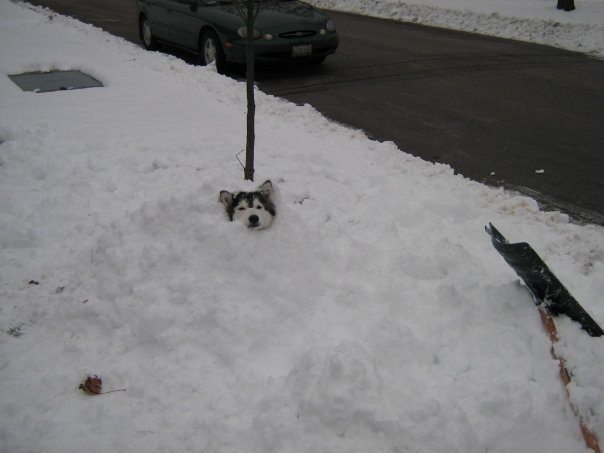 Husky Tally