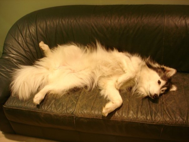 Husky Tally