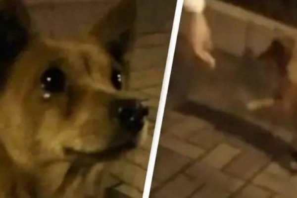 Cachorro de rua chora ao receber comida