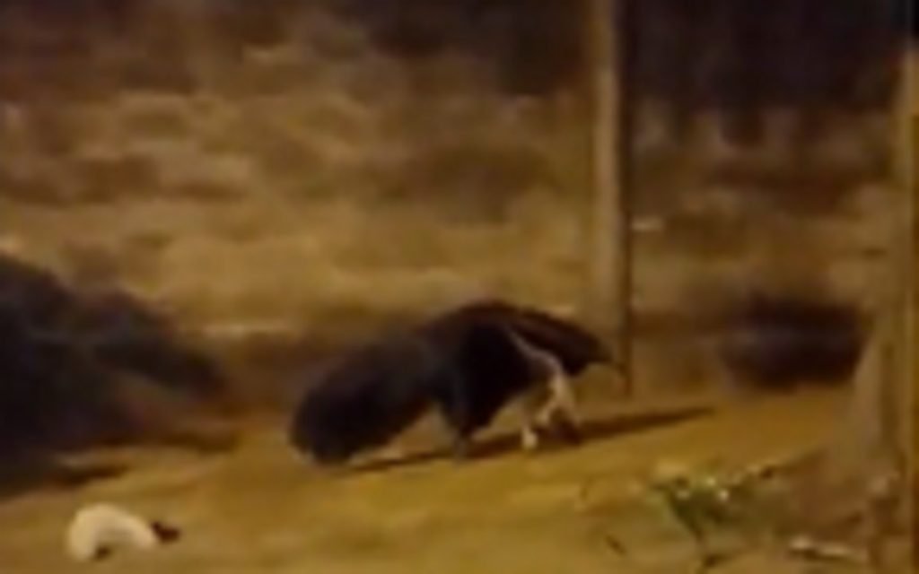 goias tamandua ruas goiania