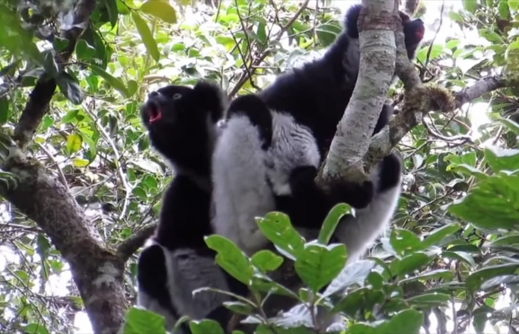 Espécie de lêmure canta música em ritmo usado por humanos