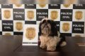Cadela agredida por tutor em Vicente Pires