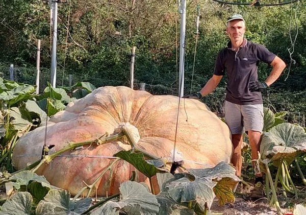 Fazendeiro conta que não há segredos para o cultivo dos frutos gigantes