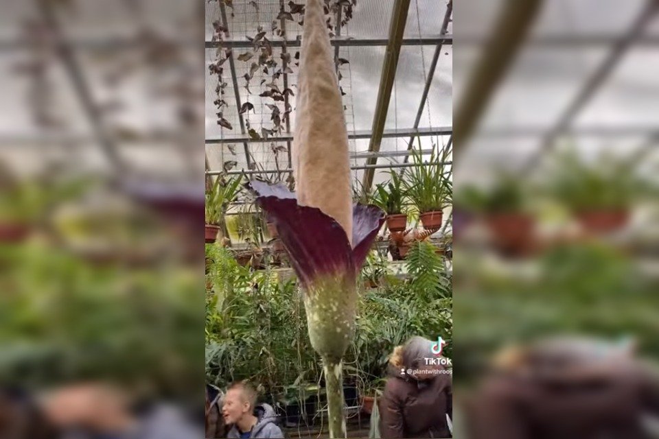 “Planta pênis” de quase 2 metros floresce pela primeira vez em 25 anos