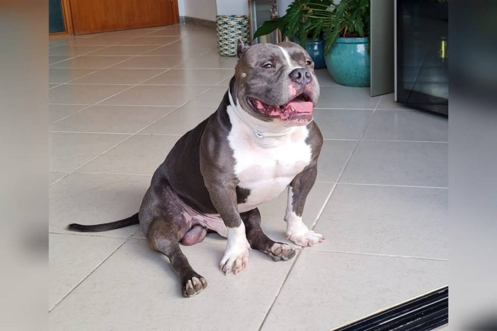 weiser, cachorro morto em voo da latam no dia 14 de outubro