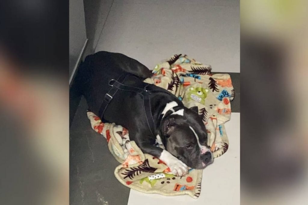 giuliano ferrado e o cachorro weiser que morreu em voo da latam no dia 14 de outubro