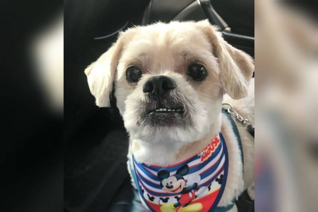 Marley, cachorro que faleceu em agosto deste ano, em são paulo
