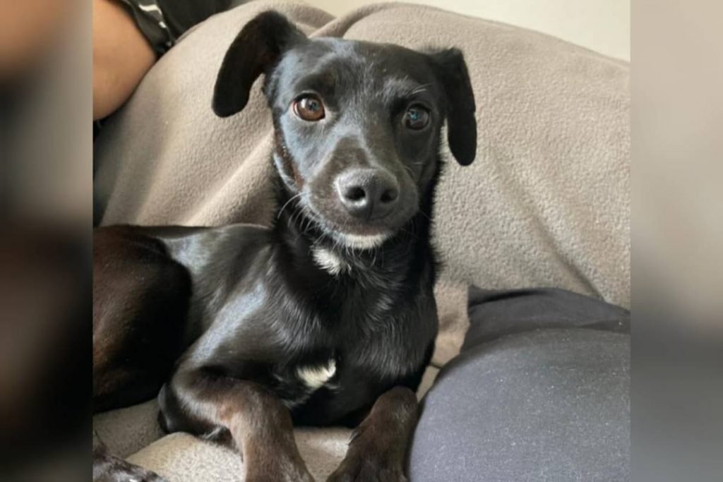 advogada ana luíza nasfif e o cachorro novo luke