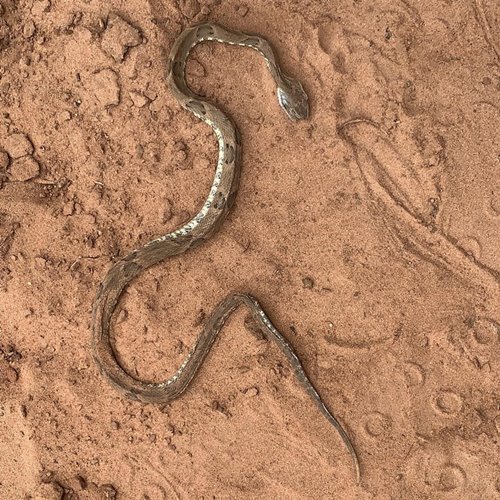 Foto da cobra, Heitor Mendes