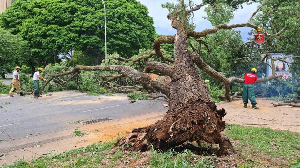 Queda árvore na altura da 102 Sul