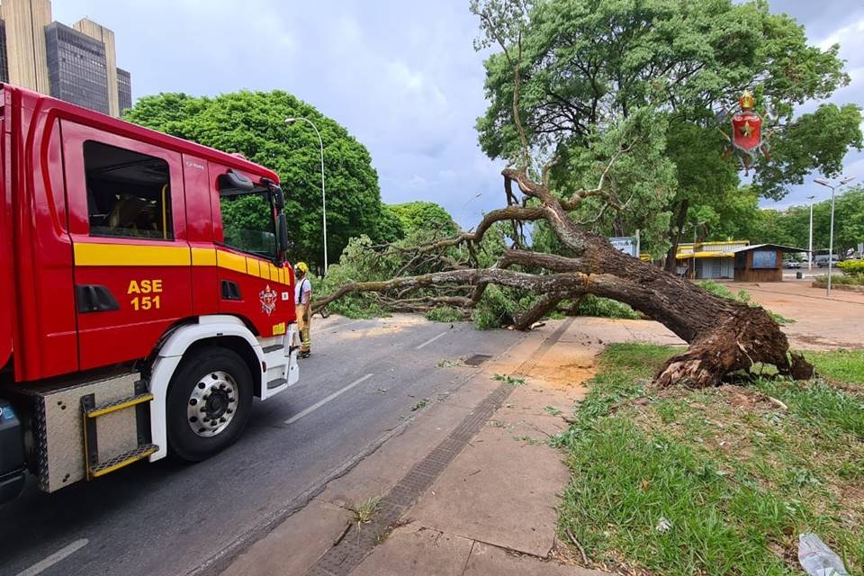 Queda árvore na altura da 102 Sul