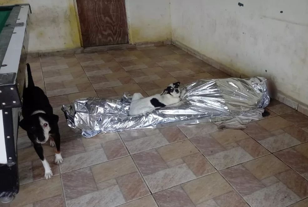 Cachorros guardam corpo do dono, em Peruíbe