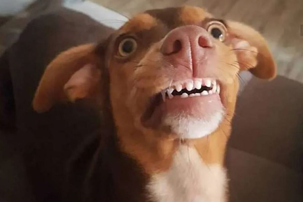 cachorra sorrindo