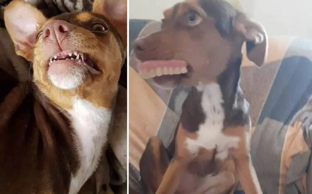 cachorra com dentadura