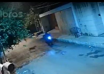 Cadela persegue moto em rua