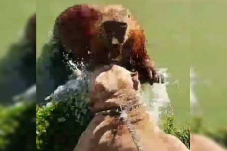 Vídeo mostra capivara tentando atacar cachorro no Parque Barigui