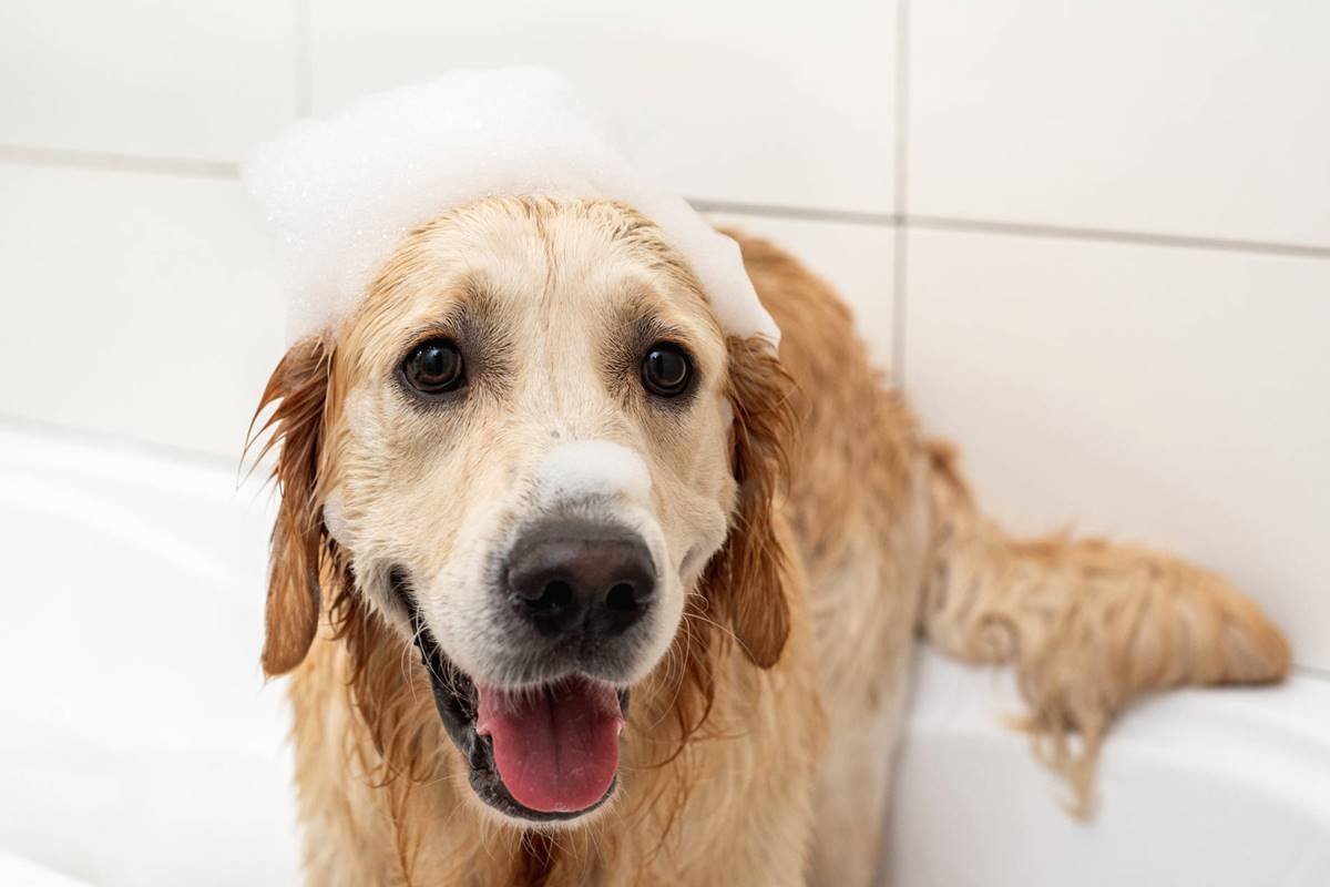 Pet shop banho e tosa perto de mim: guia e dicas essenciais