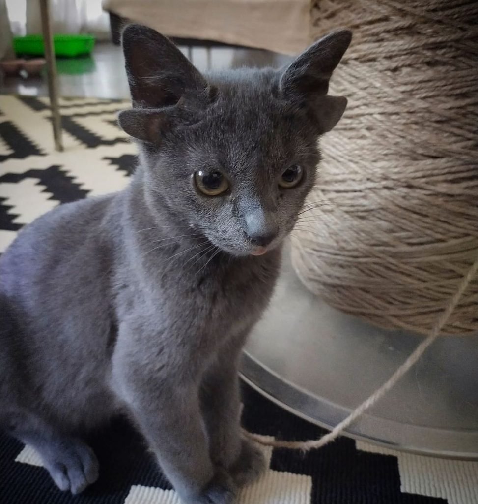 Gato de 4 orelhas é adotado e viraliza na web