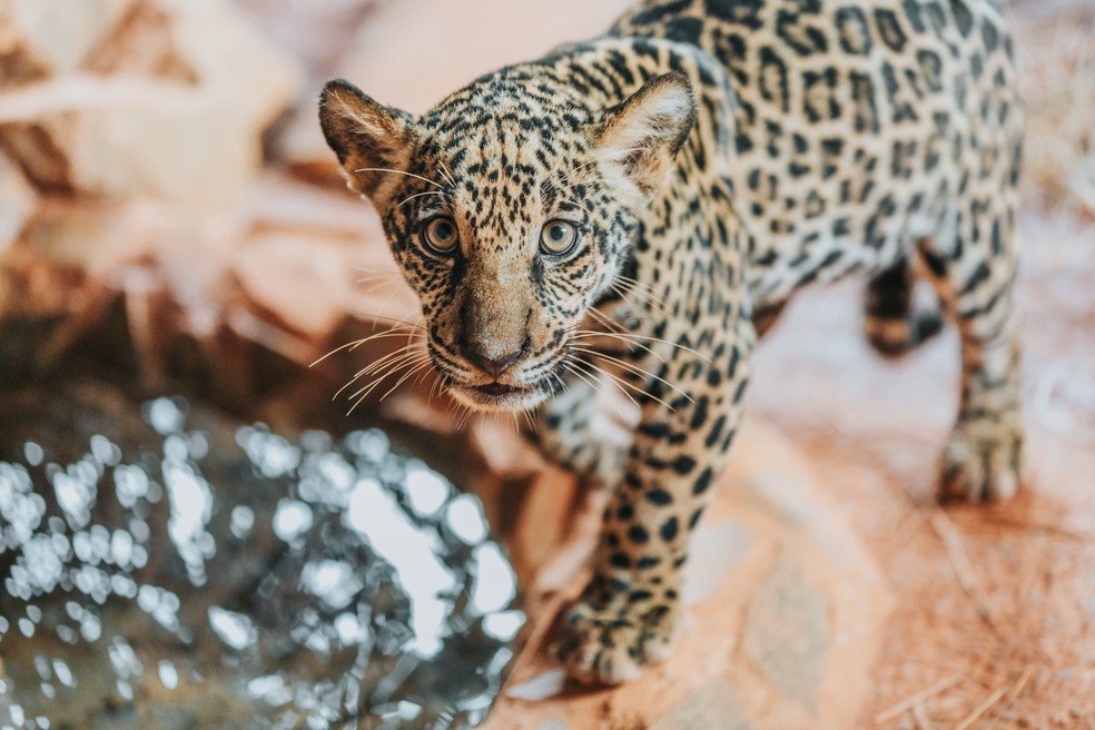 Zoológico de Brasília faz votação para nome de filhote