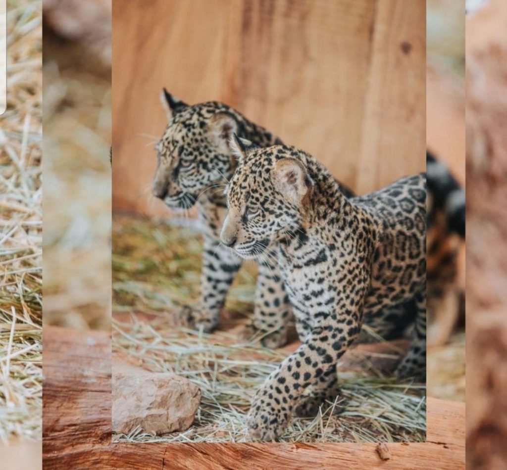 Zoológico de Brasília faz votação para nome de filhote