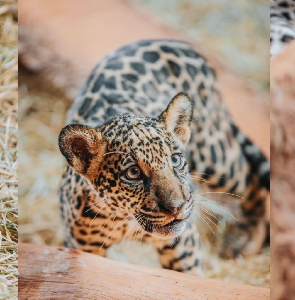 Zoológico de Brasília faz votação para nome de filhote