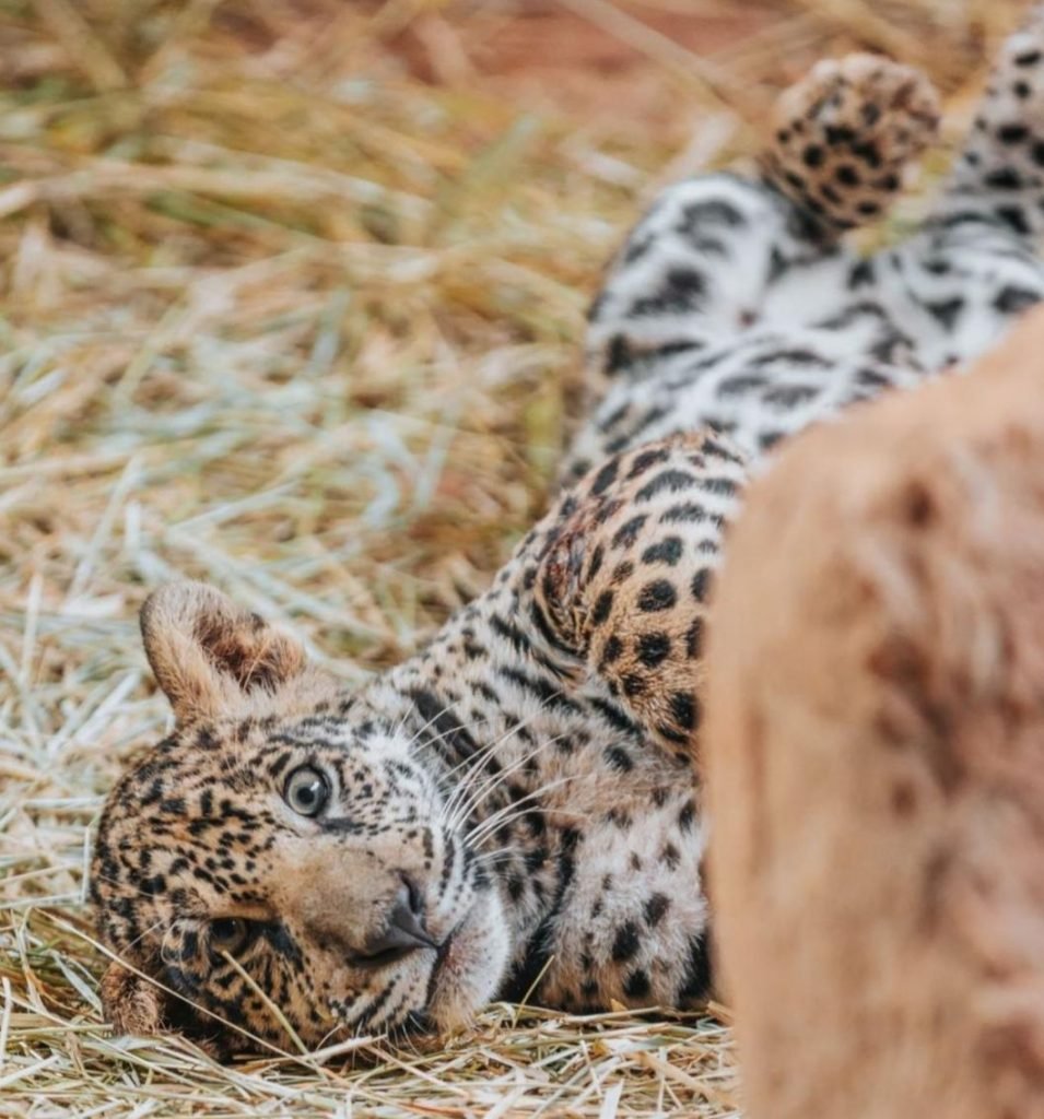 Zoológico de Brasília faz votação para nome de filhote