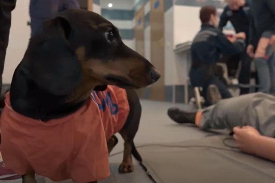 Vídeo: conheça o “cão psicólogo” que ajuda a Defesa Civil de Moscou