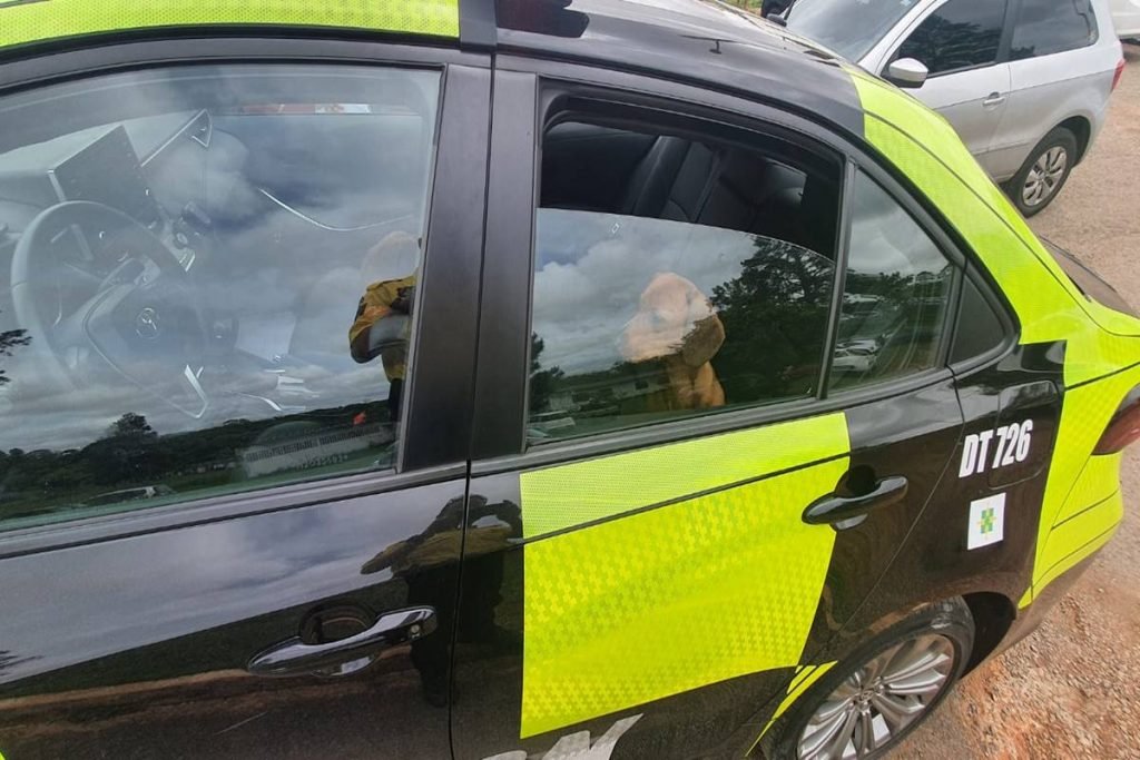 Agentes do Detran resgatam cadela atropelada no DF