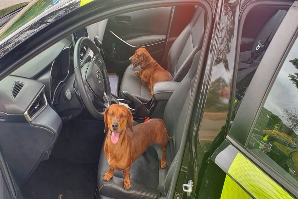 Agentes do Detran resgatam cadela atropelada no DF