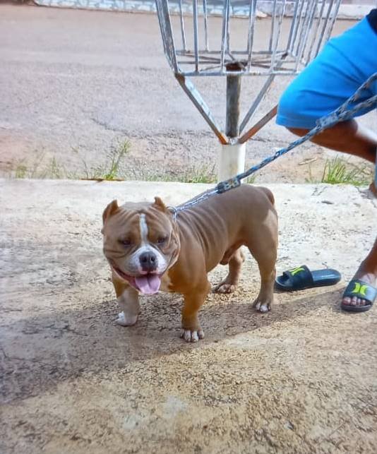 Homem de bermuda azul com cachorro na coleira