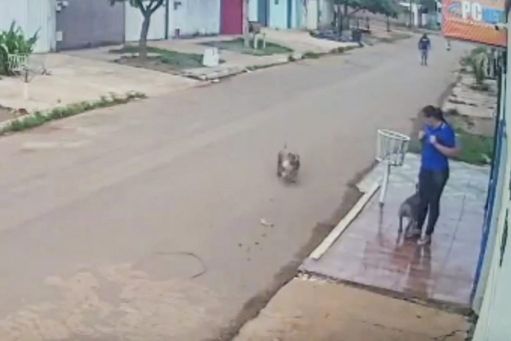 ataque feroz de cachorros deixa mulher com pernas dilaceradas