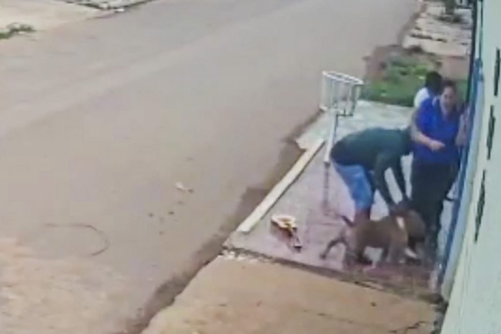 ataque feroz de cachorros deixa mulher com pernas dilaceradas 12