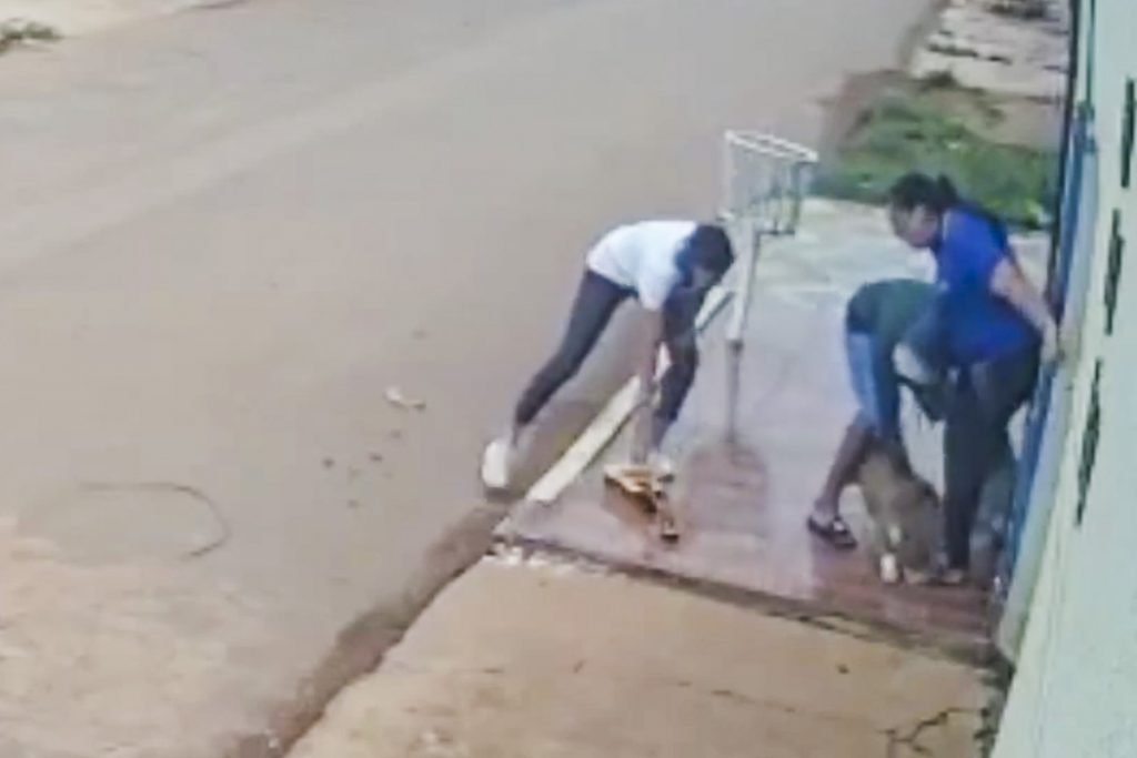 ataque feroz de cachorros deixa mulher com pernas dilaceradas 12