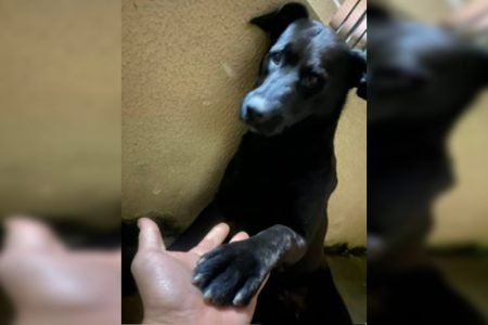 Imagens mostram momento em que homem atropela cão na RMC e foge: “foi proposital”