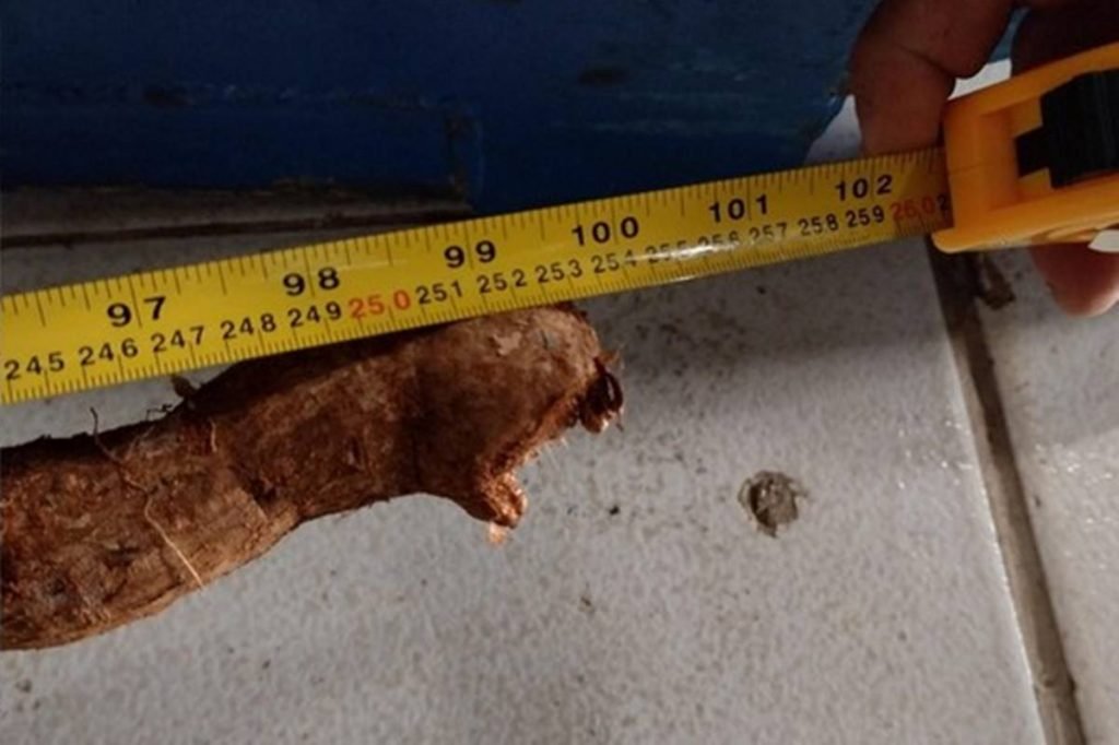 mandioca gigante encontrada em goiás