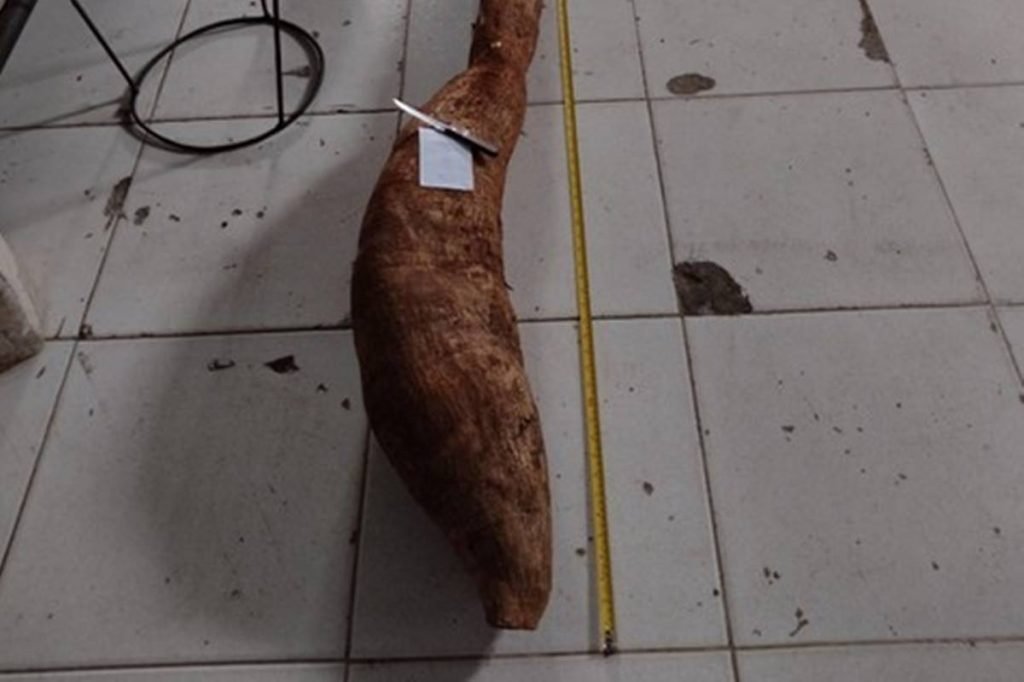 mandioca gigante encontrada em goiás