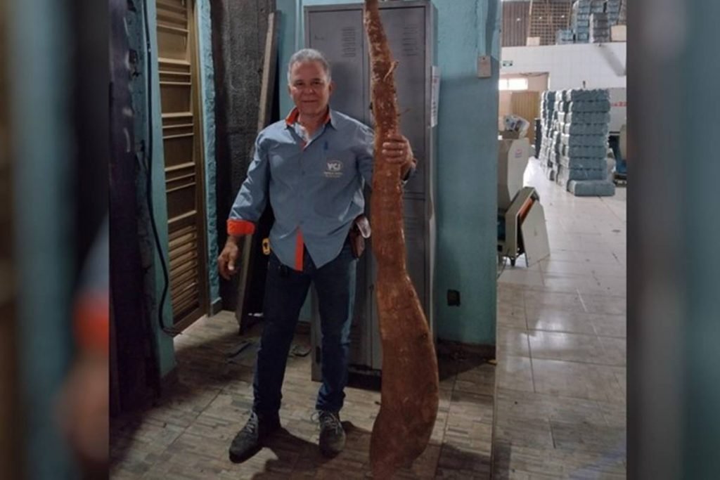 mandioca gigante encontrada em goiás