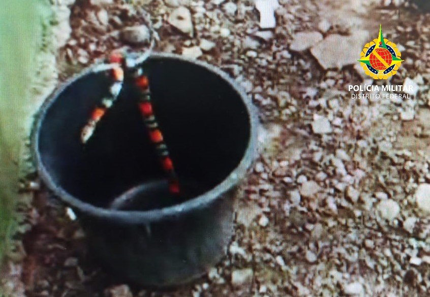 PMDF resgata seis cobras em duas semanas