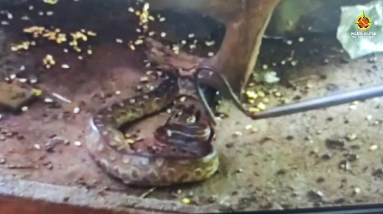 PMDF resgata seis cobras em duas semanas