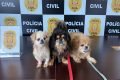 Três cachorros resgatados