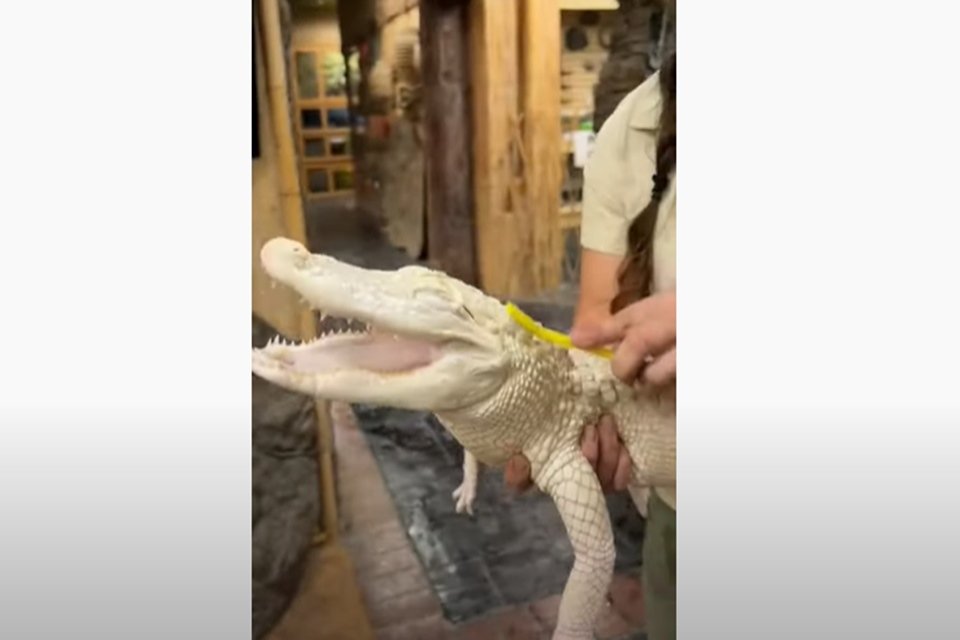 Jacaré albino abre sorriso ao ser escovado. Veja o vídeo
