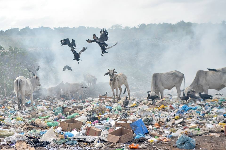 Urubus e vacas no meio do lixão da Piçarreira, no Maranhão