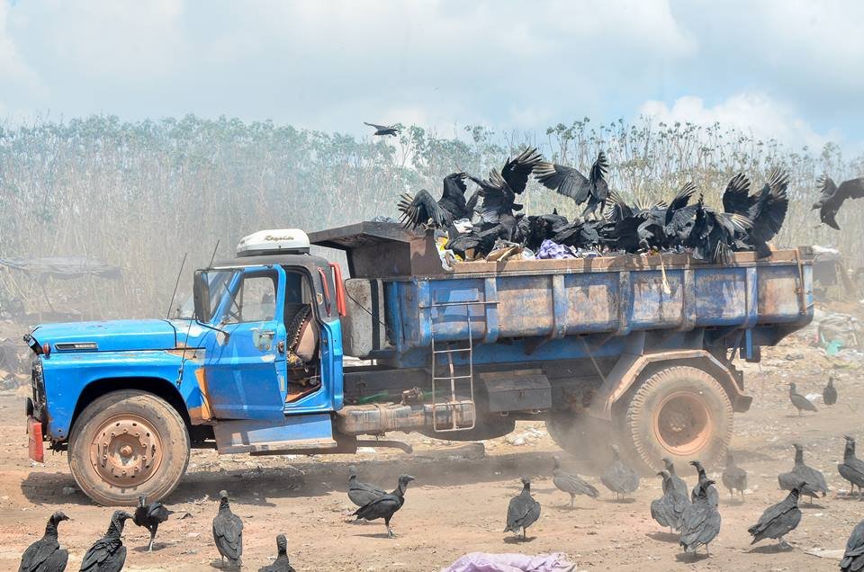 Urubus em cima de caminhão no lixão da Piçarreira, no Maranhão